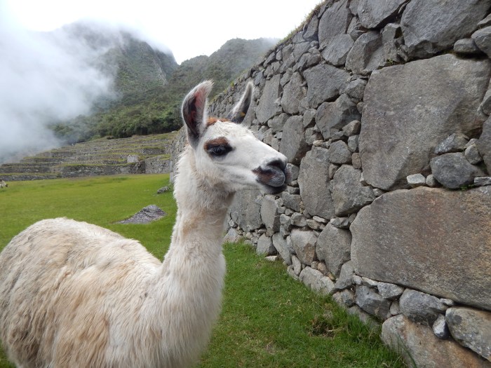 llama